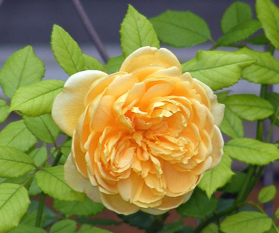 Golden Celebration photo gc2014_08020001_zps05bda9ef.jpg